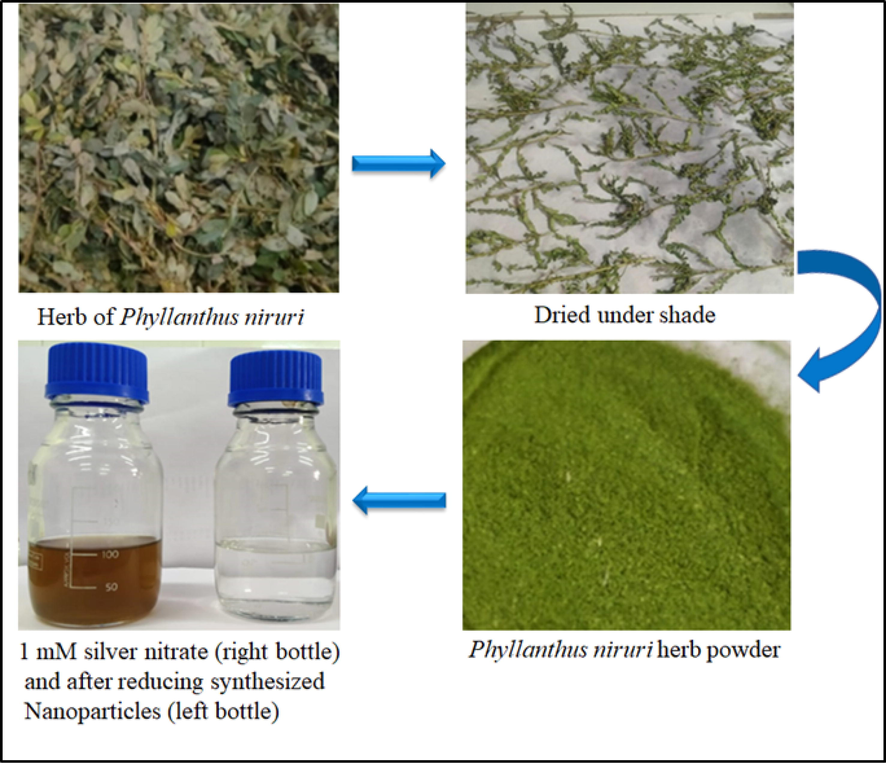 Diagrammatic representation of the overall process of formation of AgNPs using Phyllanthus niruri herb.