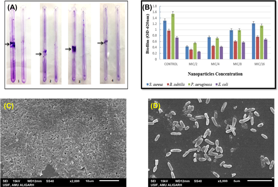 Effect of Pn-AgNPs on biofilm formation (A). qualitative assessment using tube method (B). bar graph showing percent inhibition of biofilm. Scanning electron micrograph (SEM) of P. aeruginosa biofilm (C). Untreated control; (D). 0.5xMIC of Pn-AgNPs.