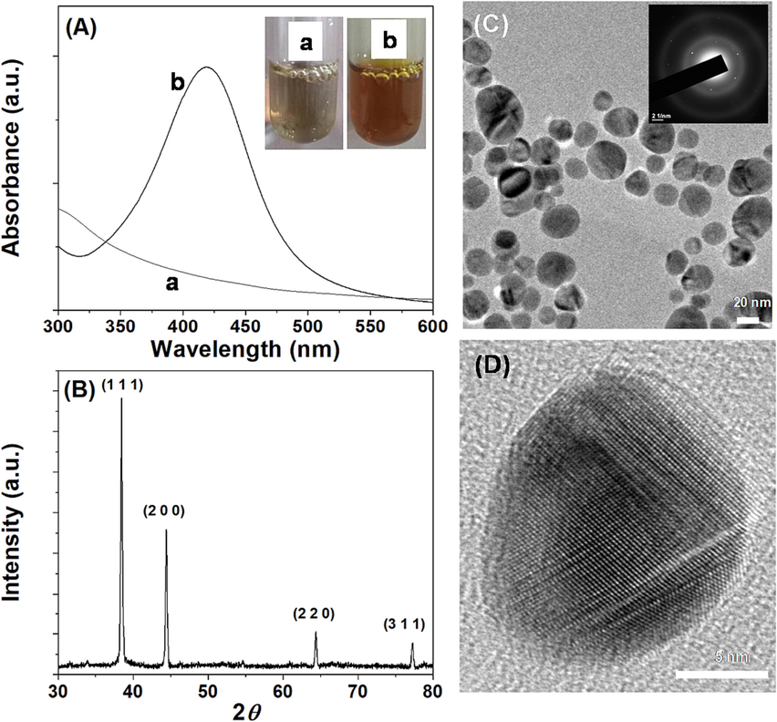 Characterization of SPAgNPs. (A) UV–Visible spectrum, inset corresponds to the photograph of the solution (a) spinach protein and (b) SPAgNPs. (B) Power XRD shows the various facets of AgNPs, (C) TEM images show the spherical NPs, the inset corresponds to the SAED pattern, and (D) HRTEM shows the lattice fringes in the NPs, confirming crystalline.