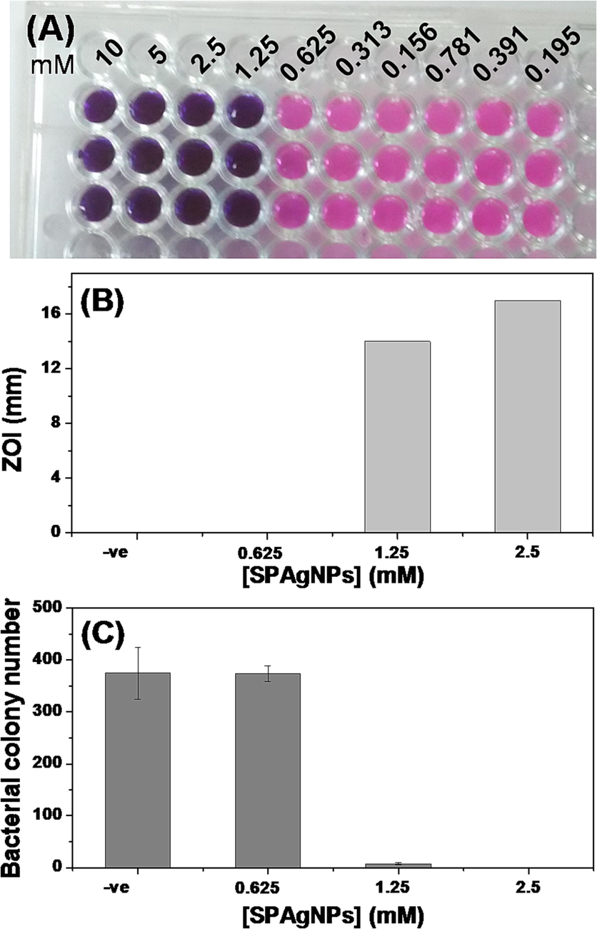 Antibacterial activity. (A) MIC determination using REMA. Blue colour and pink indicate non-respiratory and live cells, respectively. 10 mM SPAgNPs was added to the first well and serially diluted. Experiments were done in triplicate. (B) Zone of inhibition assay. NPs were added to the well, and the zone formed around the well was measured after 12 h (C) Colony count assay. The cells were treated with NPs, plated on an LB-agar plate, and counted the colonies formed after 12 h. All experiments are carried out in triplicate, and the average values are given as mean ± SD.