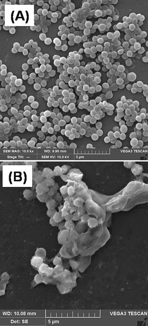 SEM image of MRSA (A) untreated and (B) treated with 1X MIC of SPAgNPs. Due to membrane damage, the treated cells tend to agglomerate and appear as clusters.