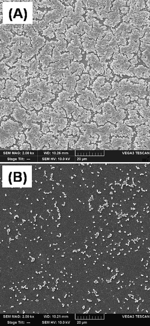 SEM images of MRSA at 1X MBIC (0.625 mM). It is noted that the morphology of the cells is changed, and membranes are intact.