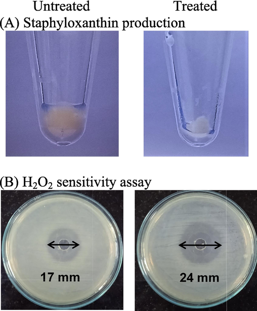 (A) Staphyloxanthin synthesis in MRSA treated with 0.625 mM SPAgNPs was observed. (B) H2O2 sensitivity assay by the well diffusion method. Images on the plate images showed the effect of 0.625 mM SPAgNPs on the sensitivity of MRSA to H2O2.