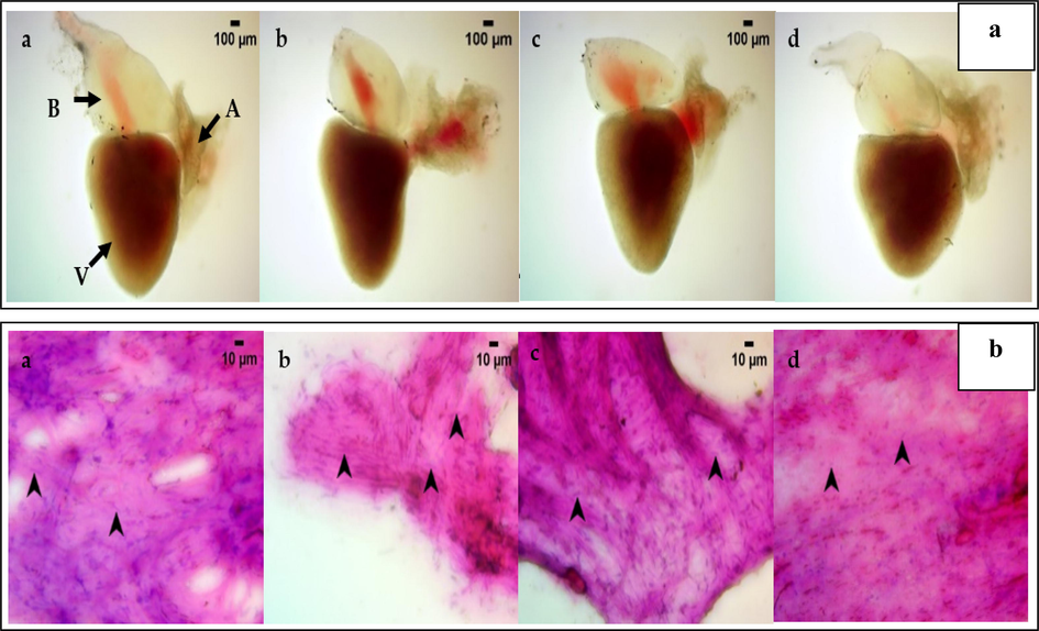 A&b: 3a- heart anatomy of zebrafish treated with nanocomposite concentration of 1 ng (b), 10 ng(c), and 100 ng (d). Control (a) shows the intact bulbus arteriosus, atrium, and ventricle (indicated by black arrows). The 1 ng (b), 10 ng(c), 100 ng (d) treated dilution groups, shows thin internal trabeculae muscular walled atrium, with size and shape similar to control (a). The image is viewed observed under Labomed LX 400 Light microscope at 40X magnification. 3b. Heart cytology of zebrafish treated with nanocomposite concentration of 1 ng (b), 10 ng(c), 100 ng (d). Control (a) shows the definite cell distribution, with an elongated nucleus and epithelial cells without the presence of inflammatory cells. The 1 ng (b) group shows the darkly stained and shrunken structure identifies cardiomyocyte distribution without cardiomyocyte necrotic cells, which is similar to control (a) group. In 10 ng(c), and 100 ng (d) observed a higher proportion of apposite cardiomyocyte cells without epithelial cells but no necrotic cardiomyocyte cells as compared to control(a). The image was observed under Labomed LX 400 Light microscope at 400X magnification.