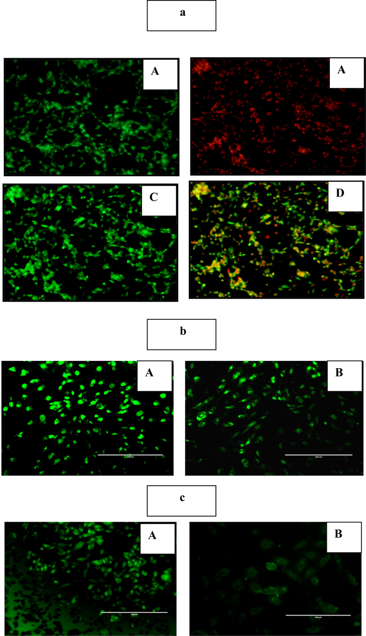 A-c: 5a-fluorescence microscopy images of hep g2 cell line treated nanocomposite. group (a) control untreated cells shows no major apoptosis. group (b) treated with ao shows the early apoptotic cells with granular green-colored nuclei. group (c) treated with pi shows the late apoptotic cells are bright orange in color and had condensed chromatin in their nuclei. group (d) dual staining for induction of apoptosis. 5b-the nanocomposite induced oxidative stress on apoptotic-associated intrinsic changes in hep g2 cell line. group (a), control untreated cells shows no ros generation with faded green fluorescence. group (b), the nanocomposite treated group stained with dcfh, which showed strong dcf-stained green fluorescence in hep g2 cells. 5c-the effect of nanocomposite onmitochondrial membrane potential (MMP) on Hep G2 cell line. Control (A) Hep G2 cells absorb rhodamine stain and exhibit a dark green fluorescence. Group (B) Hep G2 cells treated with nanocomposite shows significantly less fluorescence resulting in disruption of the mitochondrial membrane and subsequent rise in mitochondrial dysfunction.