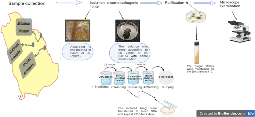 Morphological identification of entomopathogenic fungi.