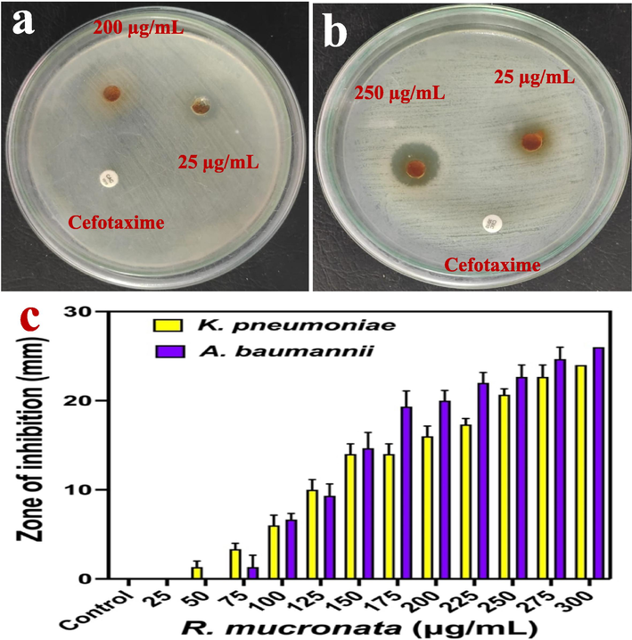 Anti-microbial activity of R. mucronata extract against K. pneumoniae (a) and A. baumannii (b). The various concentration of R. mucronata extract and their zone of inhibition level against K. pneumoniae and A. baumannii (c).