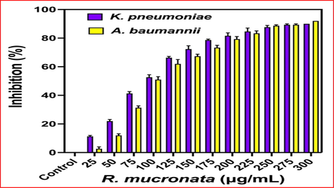 Detection of concentration dependent and lowest inhibition range effect of R. mucronata extract against K. pneumoniae and A. baumannii by microbroth dilution method.