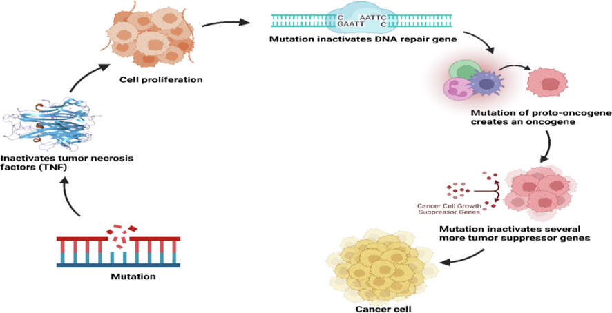 Mutations play a role in the development of cancer. Every mutation modifies how a cell behaves.