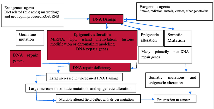 The primary significance of DNA damage and epigenetic changes in DNA repair genes in the development of cancer.