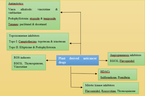 Plant-based anticancer medicines in specific groupings. Some medicines can provide therapeutic and/or chemoprotective actions via various routes. EGCG is well-known for its anti-ROS effect; it may also suppress DNA methylation and angiogenesis. Thymoquinone is both a ROS inducer and a mitotic kinase inhibitor.