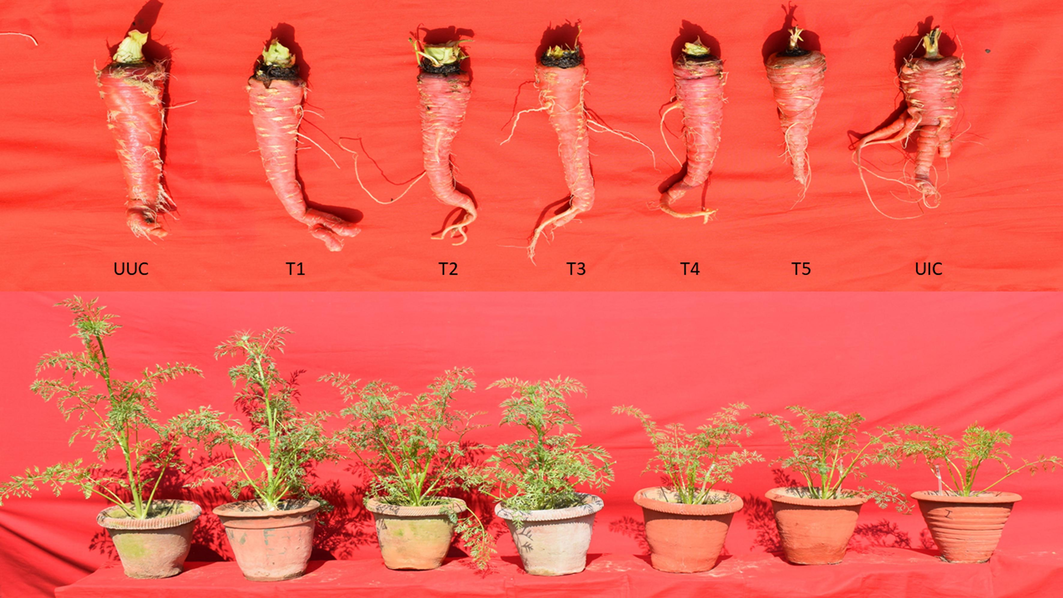 Effect of L.indica powder in combination with fresh chopped leaves of some botanicals on the shoot and root of carrot, T1-T5 Treatment, UUC-Untreated Uninoculated Control, UIC-Untreated Inoculated Control.