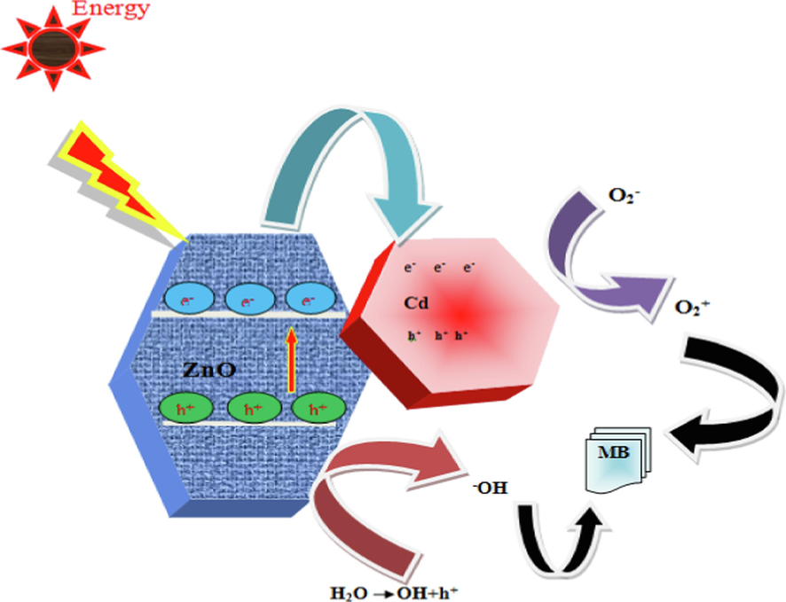 Schematic representation of photocatalytic mechanism of MB dyes using catalyst under visible light irradiation.