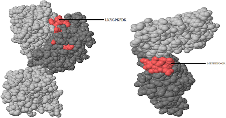 Epitopes of S. aureus predicted using Pepitope.