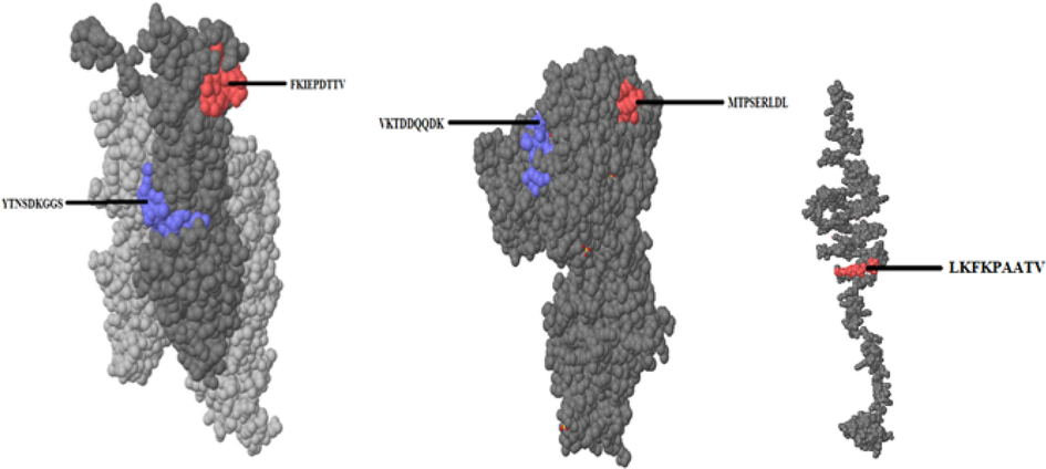 Epitopes of S. pyogenes predicted using Pepitope.