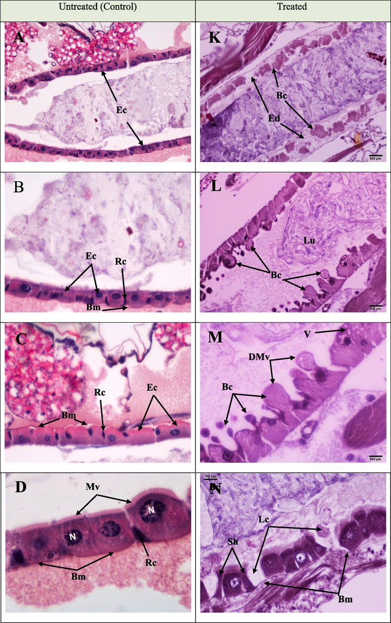 The longitudinal section in the midgut of Culex pipiens larvae showing histopathological alterations induced by Portunus pelagicus on the epithelia of the midgut of Cx. pipiens larvae. A to D represent longitudinal sections in the midguts of untreated control larvae, showing typical and healthy epithelial cells (Ec), microvilli (Mv), nuclei (N), and regenerative cells (Rc). K to N represent longitudinal sections in midguts of treated larvae, showing affected gut epithelial layer with several lesions. Degenerated epithelial cells (De), edema (Ed), blebbing (Bc), protruding cells into the lumen (Lu), degraded microvilli (DMV), swelling or elongation, and blebbing of the epithelial cells, alterations in cell size and shape of epithelial cells (Sh), irregular basement membrane (Bm), and loss of some cells (Lc).