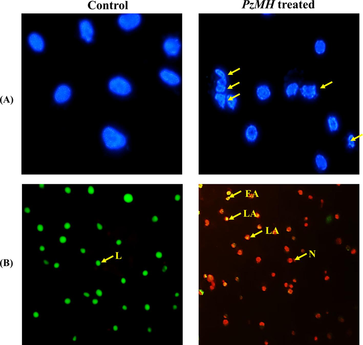 Photomicrographs of EAC cells isolated from control and PzMH fraction treated mice. (A) EAC cells stained with DAPI. Arrows indicate nuclear fragmentation and shrinkage. (B) EAC cells stained with acridine orange/ethidium bromide. Grean colour shows live cells, yellowish orange colour shows apoptotic cells and red colour shows dead cells.