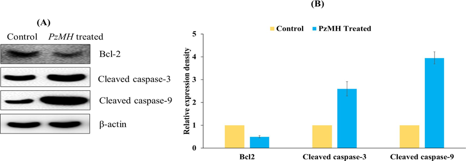 (A) An Expression level of Bcl-2, cleaved-caspase3, and cleaved-caspase 9 proteins in EAC cells as detected using Western blotting. (B) Bar graph showing densitometric analysis of Bcl-2, caspase-3, and caspase-9 protein bands in Western blotting in PzMH treated and control cells. Band density was measured and normalized to that of β-actin.