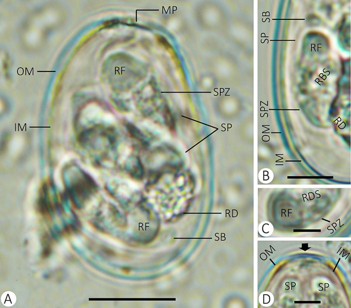 Eimeria media infecting rabbis. (A) sporulated oocyst. (B) sporocyst with sporozoites. (C) refractile body of sporozoite. (D) micropyle of the oocyst. (Note: MP, micropyle; OM, outer membrane; IM, inner membrane; RF, refractile body; RD, residuum; SB, stieda body; SP, sporocyst; RDS, residuum of sporocyst; SPZ, sporozoite) Scale = 10 µm.