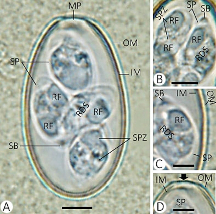 Eimeria stiedai infecting rabbis. (A) sporulated oocyst. (B) sporocysts with sporozoites. (C) refractile and stieda bodies of sporozoite. (D) micropyle of the oocyst. (Note: MP, micropyle; OM, outer membrane; IM, inner membrane; RF, refractile body; SB, stieda body; SP, sporocyst; RDS, residuum of sporocyst; SPZ, sporozoite) Scale = 10 µm.