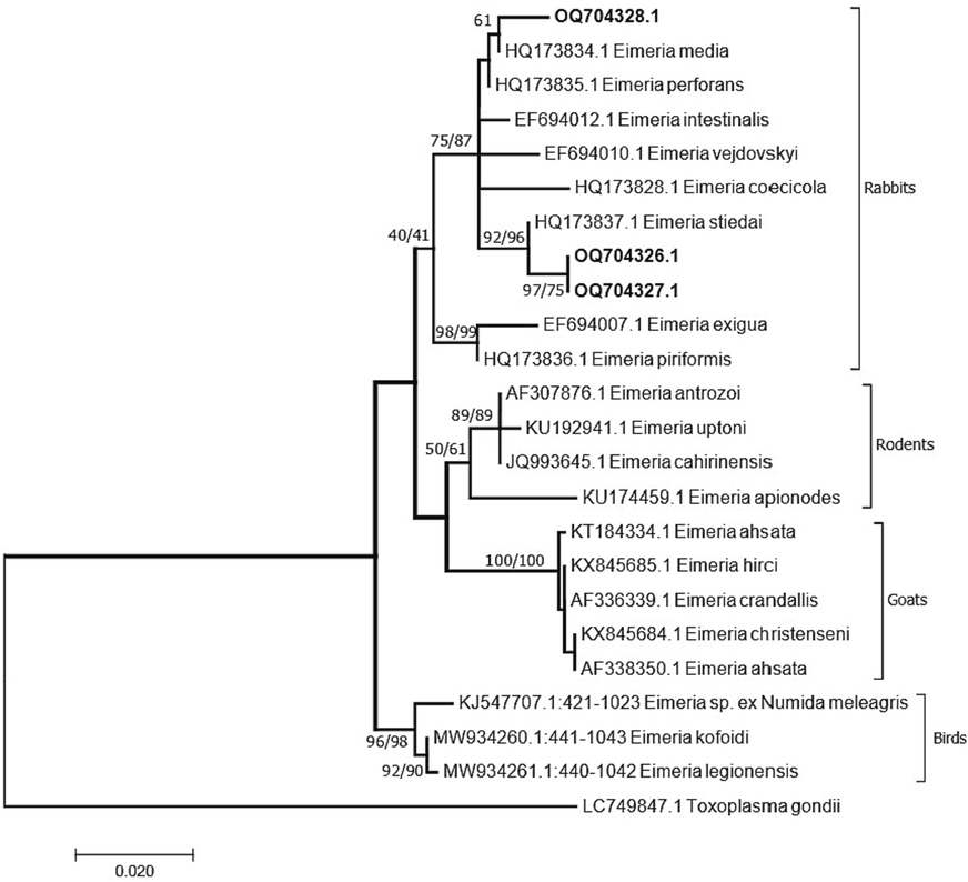 A consensus phylogenetic tree constructed with maximum likelihood (ML) and Neigbour Joining (NJ) methods, showing phylogenetic relationships among Eimeria media and E. stiedai and other eimerian coccidia, with Toxoplasma gondii (Nicolle et Manceaux, 1908), as an outgroup, inferred from the 18S rDNA sequence data generated from the two eimerian species from rabbits (OQ704326-704328, given in bold) and other related taxa from GenBank. Numbers indicated at branch nodes are bootstrap values (ML/NJ). Only bootstraps > 40% are shown.