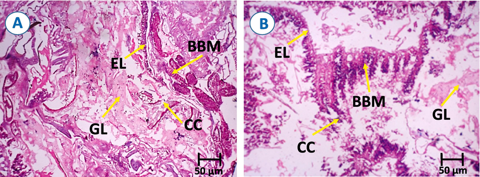 Mid-gut histological section of fourth instar larvae of S. litura (A) Control and (B) Cm-Ac Treatment (500 ppm) were CC-columnar cells; EL- epithelial layer; BBM- brush border membrane; and GL- gut lumen.