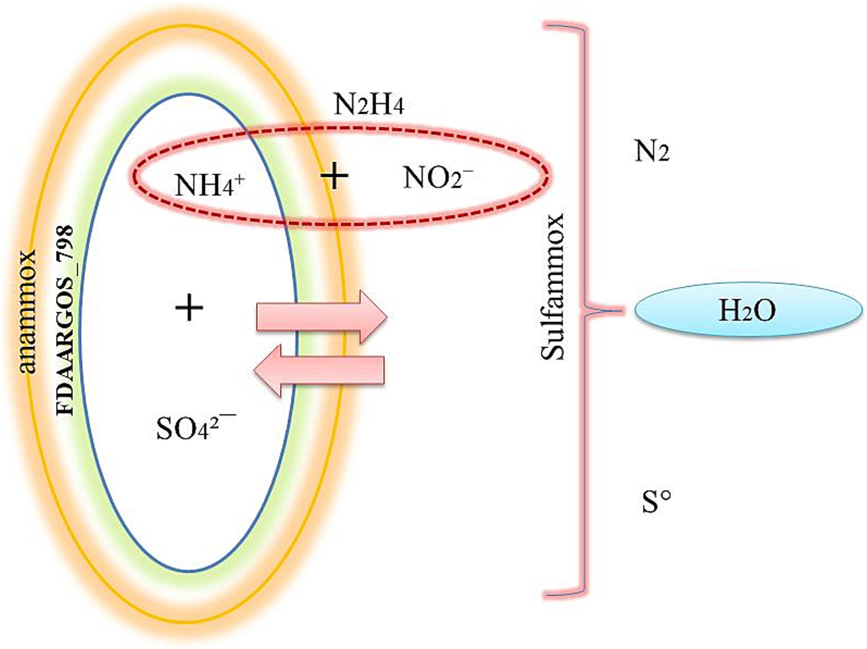 Suggested sulfammox reaction.