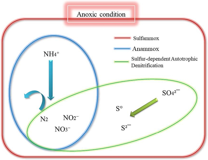 Overlap between sulfammox, anammox and sulfur-dependent autotrophic denitrification interactions.