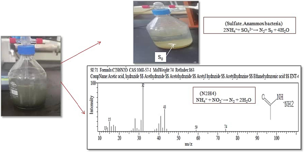 Hydrazine appearance by GC–MS and, color change of the sludge from black to yellow in SCS-2 and SCS-4 reactors.