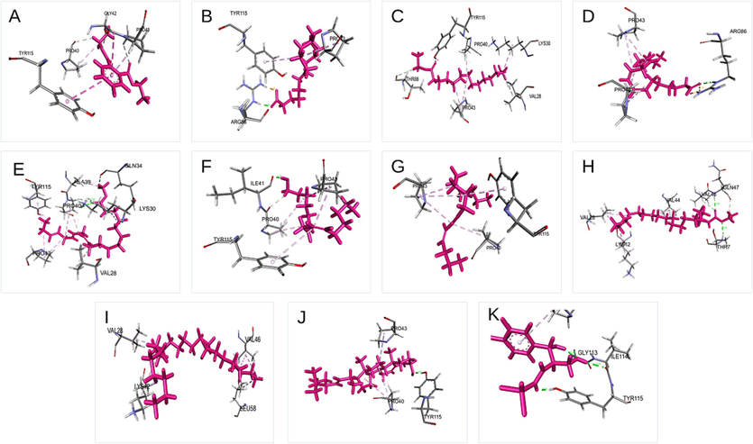 Schematic 3D interaction of phytochemical identified in Ficus racemosa with E.coli. (A) 1,2-Benzenedicarboxylic acid, diethyl ester, (B) Hexadecanoic acid, (C)Pentadecanoic acid, ethyl ester, (D)9,12-Octadecadienoic acid, (E) 11,14,17-Eicosatrienoic acid, methyl ester, (F) (Z)6,(Z)9-Pentadecadien-1-ol, (G) 4-Hexadecen-6-yne, (H) Ethyl ester of docosanoic acid, (I) Nonacosane, (J) Trans-stigmasta-5,22-dien-3.beta, (K) Chloramphenicol.