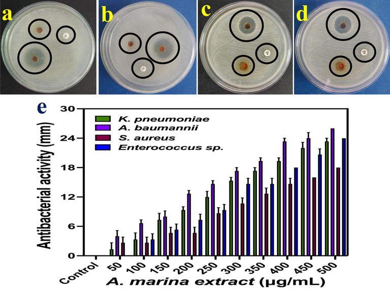 Anti-bacterial activity of Avicennia marina extract against K. pneumoniae (a), P. aeruginosa (b), S. aureus (c) and Enterococci sp. (d) and different concentration (e) by using agar well diffusion.