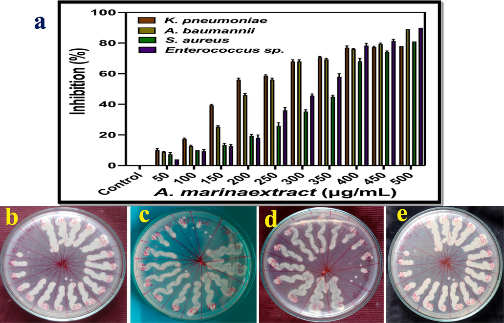 Minimum inhibition concentration (a) and minimum bactericidal concentration of Avicennia marina extract against K. pneumoniae (b), P. aeruginosa (c), S. aureus (d) and Enterococci sp. (e).