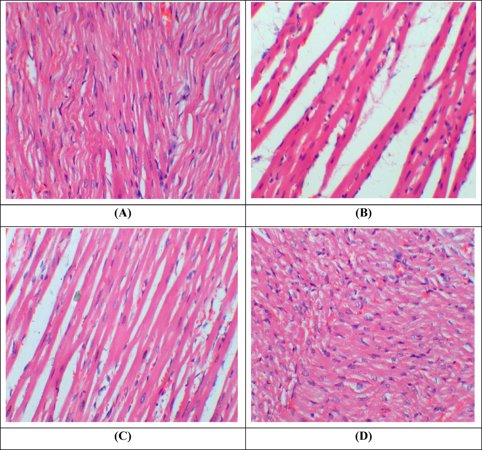 Histopathological examination of cardiac tissues. H&E stain; 40X (A) Group I; Normal showed normal architecture of cardiac muscles (B) Paraquat treated group; Showed cardiac interstitial edema, inflammation and fibrosis (C) Paraquat + KMF group: Co-administrated group; showed a significant recovery as compared to paraquat treated group (D) KMF administrated group; Demonstrated normal architecture of cardiac tissues.