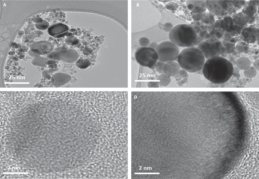 NPs of cobalt (Co NPs) and cobalt ferrite (Co-Fe NPs) were captured by transmission electron microscope (TEM). TEM images are provided in (A) and (B) respectively. HR-TEM images captured at 2 nm resolution are shown in (C) and (D) depicting a matte pattern typical of crystal structure.