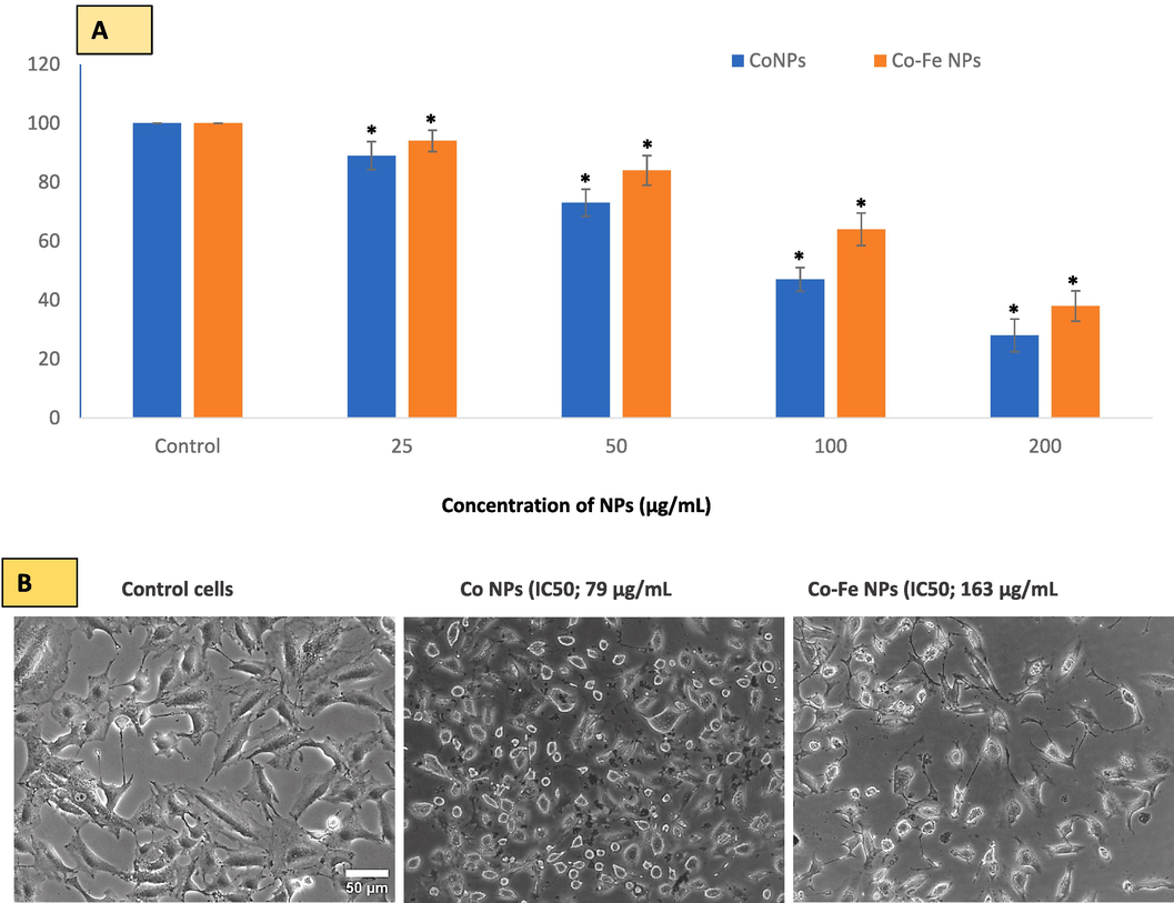 In A549 cells, MTT bioassay was used to evaluate cell viability due to Co NPs and Co-Fe NPs exposure. The two NPs reduced cell viability in A549 cells in a concentration-dependent manner at the concentration ranges provided in Figure (A). The online calculator (https://www.aatbio.com/tools/ic50-calculator) (accessed on 5 April 2023) was used to calculate the concentration of NPs that inhibit/reduce cell growth by 50 (i.e. IC50). Fig B is a phase contrast image of control and IC-50 treated cells. The data represent three identical experiments (n = 3) conducted in triplicate. *Statistically significant difference (p < 0.05) from control.