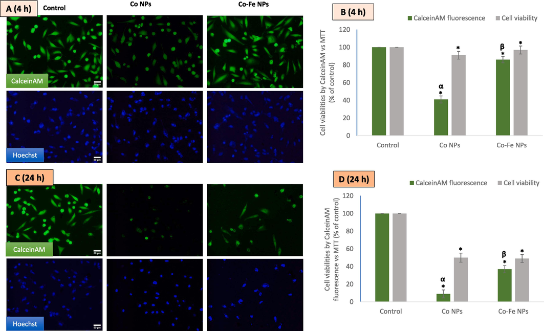 Shows the results of an experiment where a549 cells were treated with ic50 concentrations of the two variants of cobalt-based nps. the cells were then imaged using calcein-am and hoechst co-labeling for4 h (A and B) and 24 h (C and D). The data represent three identical experiments (n = 3) conducted in triplicate. *Statistically significant difference (p < 0.05) from control. The α and β symbols represent a significant decline in CalceinAM fluorescence as compared to the cytotoxicity value obtained by MTT at IC50 concentrations of NPs of Co and Co-Fe respectively.