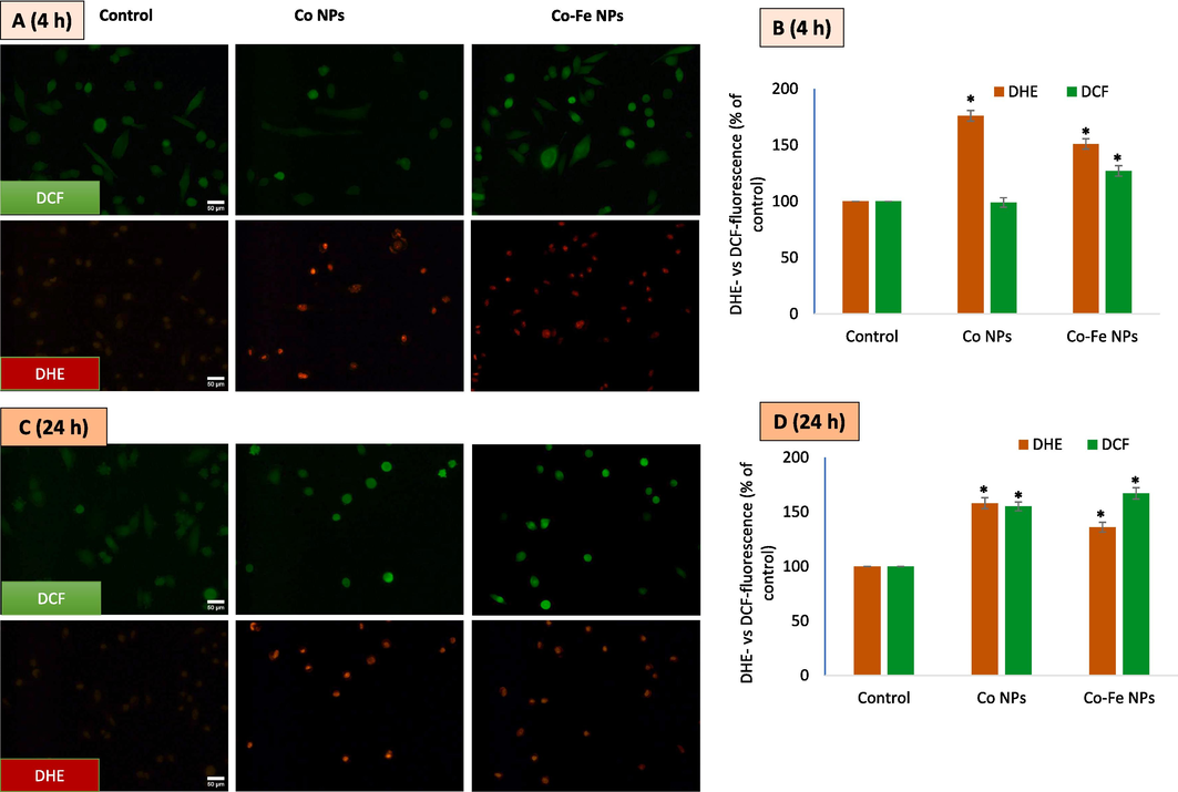 Presentsthe results of an experiment where A549 cells were treated with IC50 concentrations of different variants of cobalt-based NPs. The cells were then imaged using DCFH-DA and DHE co-labeling for 4 h (A) and fluorescence intensity quantified (B). C and D refer the same for a and 24 h exposure. The data represent three identical experiments (n = 3) conducted in triplicate. *Statistically significant difference (p < 0.05) from control.