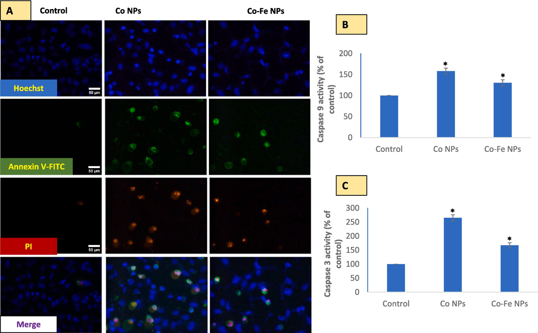 Shows a potential disbalance between oxidants generation and antioxidant depletion due to exposure to cobalt-based nps. this canlead to lipid peroxidation (LPO) and lactate dehydrogenase (LDH) release, as seen in Fig A and B, respectively. The antioxidant capacity of N-acetylcysteine (NAC) as a precursor of glutathione (GSH) and chelator of oxidant-inducing metal ions is shown in Fig C. Figure D demonstrates the chelation of metal ions by NAC, which prevents quenching of CalceinAM fluorescence by Co2+, as quantified in Figure E. The data represented are mean ± SD of three identical experiments (n = 3) made in triplicates, with * denoting a statistically significant difference from the control (p < 0.05). The α and β symbols indicate significant prevention in quenching of CalceinAM fluorescence in the presence of 2 mM exogenously applied NAC along with NPs as compared to that by NPs of Co and Co-Fe alone, respectively.