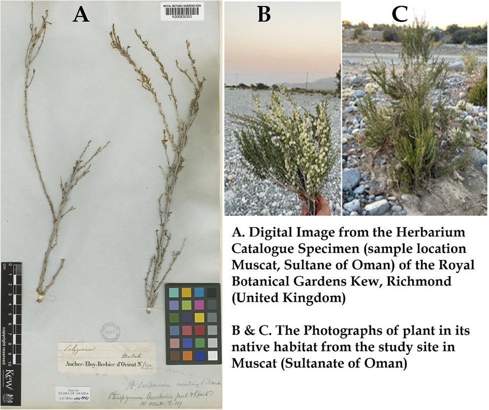 The photograph of plant Pteropyrum scoparium Jaub. & Spach (A) from the Herbarium Catalogue Specimen Royal Botanical Gardens Kew (UK) http://creativecommons.org/licenses/by/3.0/, https://powo.science.kew.org/taxon/urn:lsid:ipni.org:names:696668-1 and (B) (C) from the current study site in Oman.