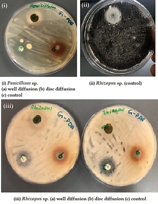 Antifungal activities for well diffusion, disc diffusion, and control.