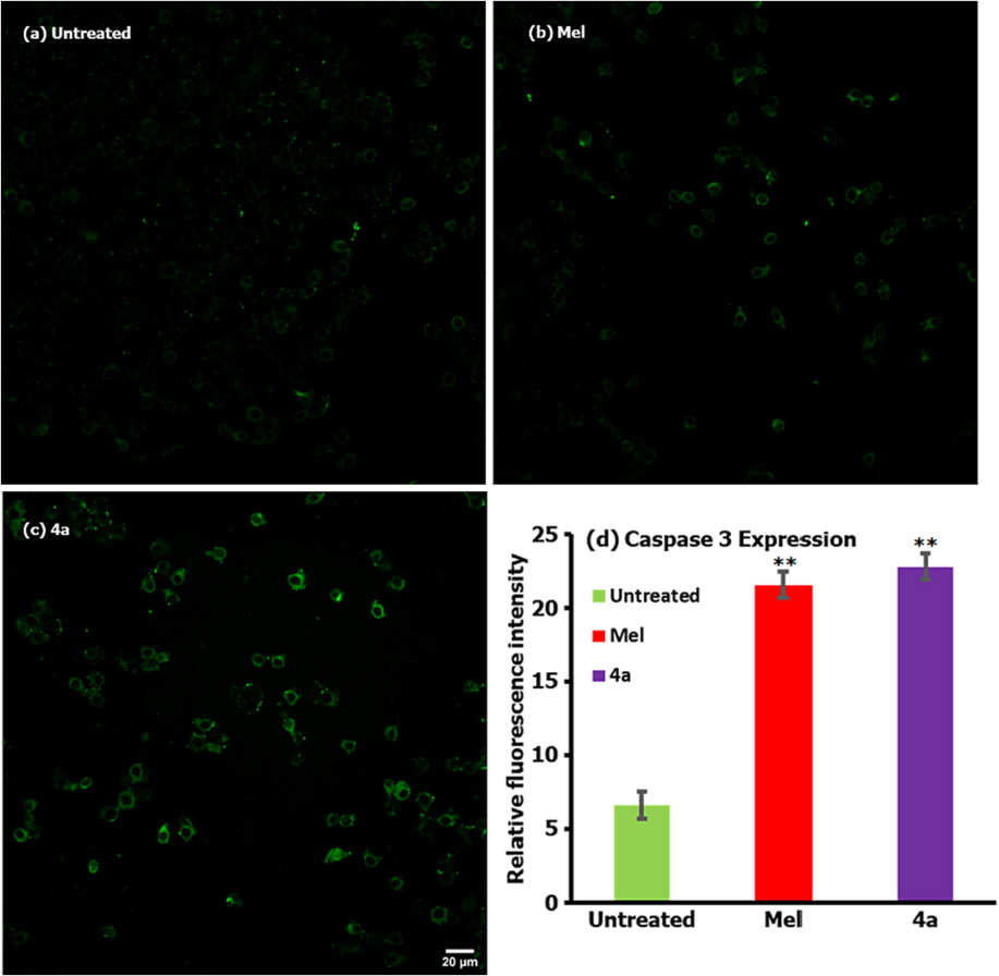 Caspase-3 activity assay followed by treatment of 4a when compared with positive and negative controls.