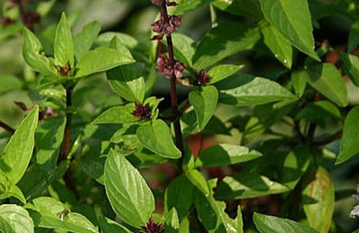 Ocimum tenuiflorum L.