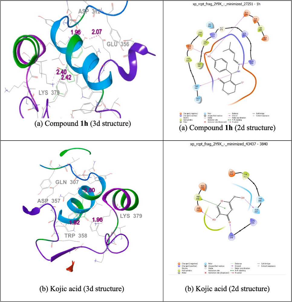 Molecular docking studies of 2d and 3d structure of compound 1h (a), kojic acid (b) with protein 2Y9X.