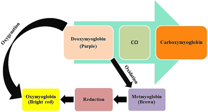 The process involved in the reason for colour change of meat products.