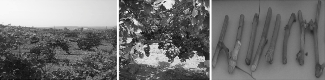 View of vineyard area, Okuzgozu grape variety and grapevine canes.