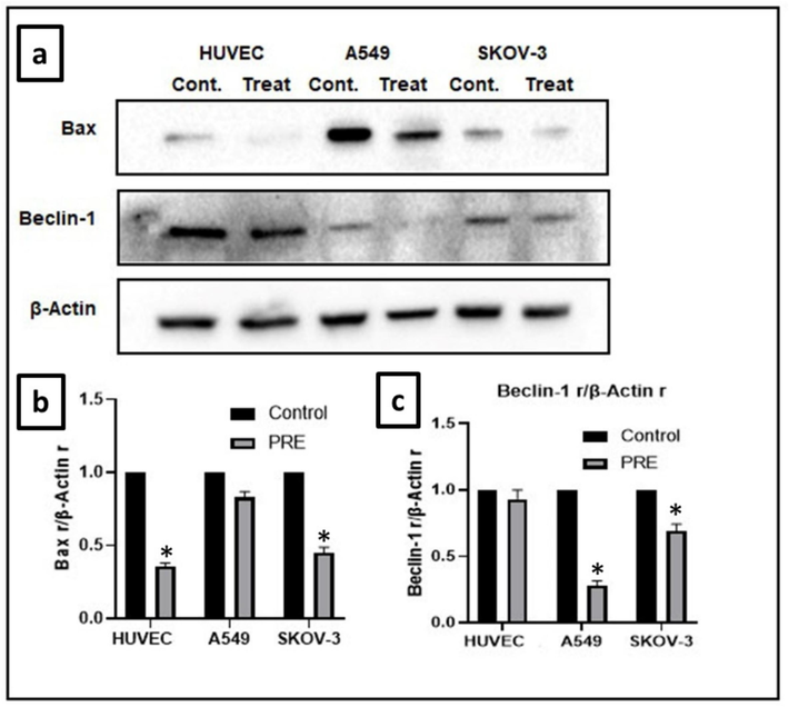 Effect of extract on expression of Bax and Beclin-1 protein in cell lines. (a) In A549, SKOV-3, and HUVEC cell lines, the Bax levels and the autophagy marker Beclin-1 levels were decreased compared to the control groups. The reduction in Bax was significant (P<0.05) in both HUVEC and SKOV-3 cell lines, while the reduction in Beclin-1 was significant (P<0.05) in both A549 and SKOV-3 cell lines. (β-actin is the loading control). (b) The intensity of Bax was analyzed through densitometry and presented as a ratio to the total level of β-actin. (c) The intensity of Beclin-1 was analyzed through densitometry and presented as a ratio to the total level of β-actin. (Control, arbitrarily set to 100 %; *P<0.05). PRE − P. fulgens root extract.