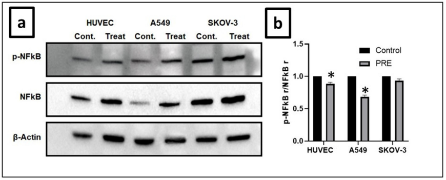 Effect of extract on NF-kB expression in cell lines. (a) In A549, SKOV-3, and HUVEC cells, the extract caused an increase in phosphorylation by promoting the expression of NF-kB protein. This increase was significant in the HUVEC and A549 cell lines. (b) The intensity of p-NF-kB was analyzed through densitometry and presented as a ratio to the total level of NF-kB. (Control, arbitrarily set to 100 %). (*P<0.05). PRE − P. fulgens root extract.