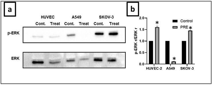 Effect of extract on ERK ½ protein expression in cell lines. (a) The extract inhibited ERK ½ protein expression in A549, SKOV-3, and HUVEC cells, reducing phosphorylation. (b) The intensity of p-ERK was analyzed through densitometry and presented as a ratio to the total level of ERK ½ (Control, arbitrarily set to 100 %). (*P<0.05). PRE − P. fulgens root extract.