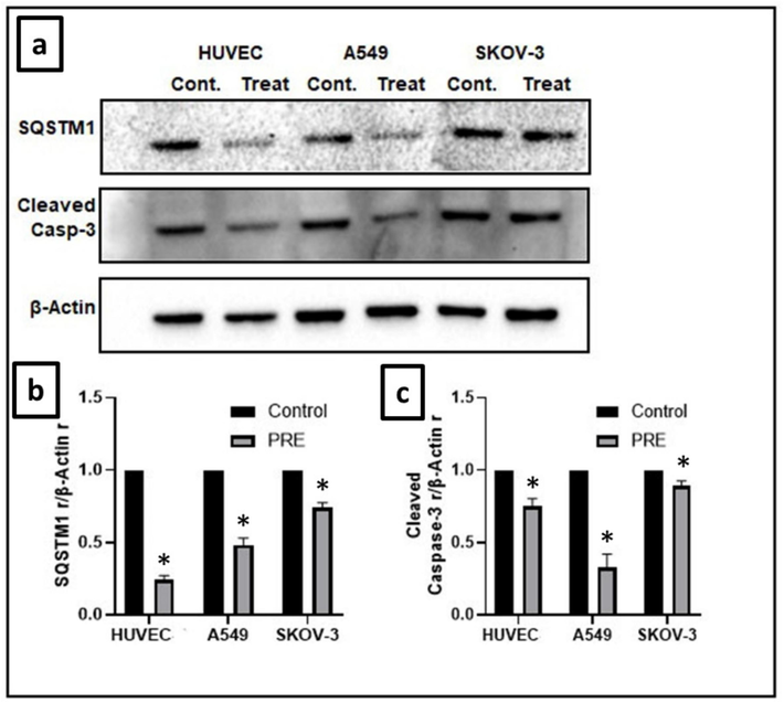 Effect of extract on cleaved caspase-3 and SQSTM1 expression in cell lines. (a) Levels of cleaved caspase-3 and the autophagy marker SQSTM1 were notably lowered in HUVEC, A549, and SKOV-3 cell lines as compared to the control groups. The loading control was β-actin. (b) The intensity of cleaved caspase-3 was measured by densitometry and presented as a ratio to the total level of β-actin. (c) The intensity of SQSTM1 was analyzed through densitometry and presented as a ratio to the total level of β-actin. (Control, arbitrarily set to 100 %). (*P<0.05). PRE − P. fulgens root extract.