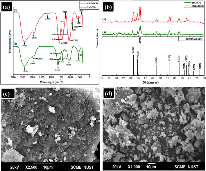 (a) FT-IR band spectrum of synthesized nanomaterials (b) XRD crystallographic analysis of biologically synthesized ZnO nanoparticles and CS/ZnO nanocomposite (c) SEM image of ZnO NPs at 2.5KX magnification (d) SEM image of CS/ZnO NC at 2.5KX magnification.